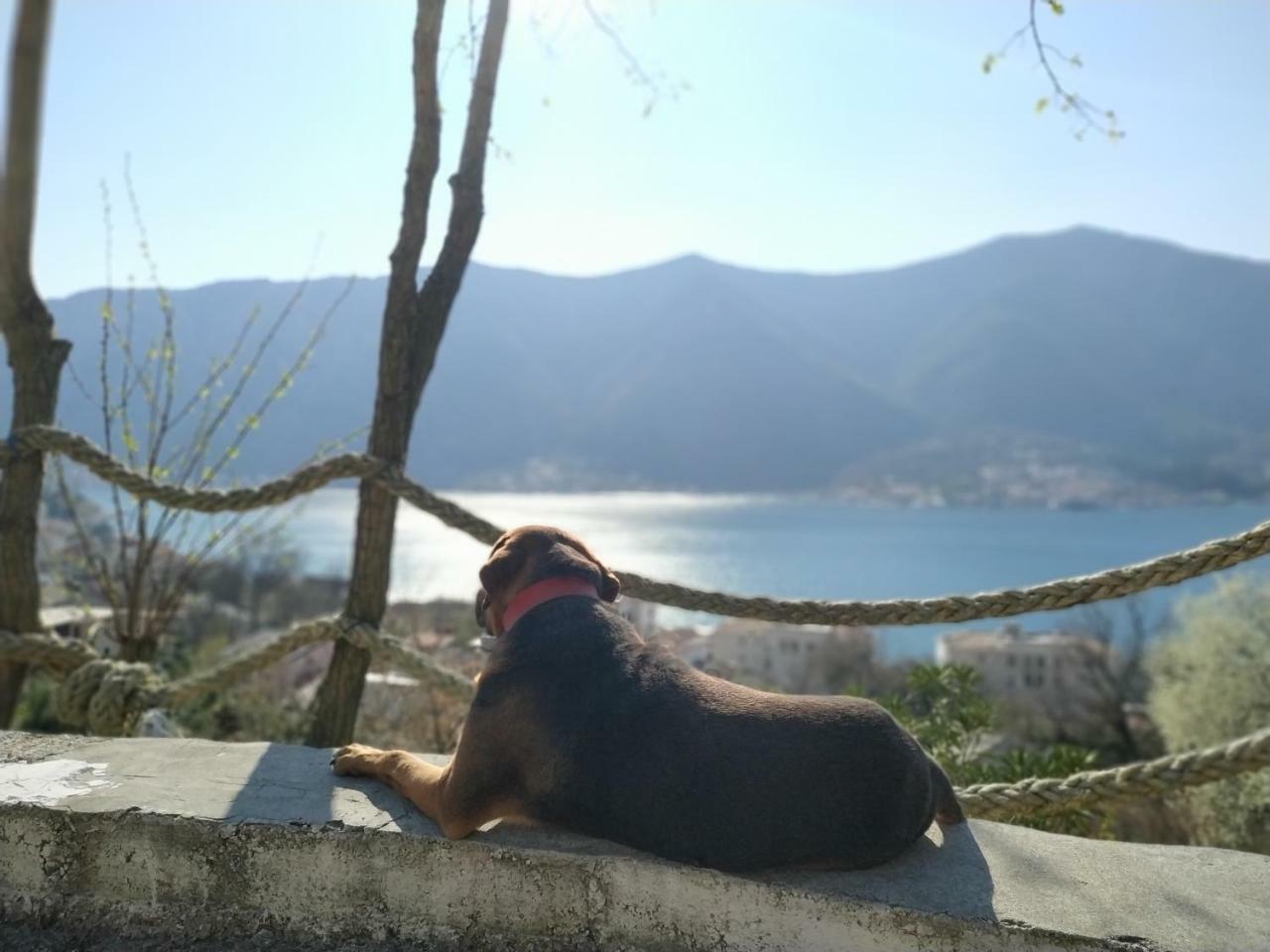 Apartments Dakovic M Kotor Exterior foto